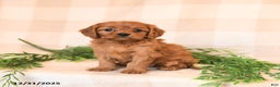 Cavapoo dogs for sale: Carlie - Ad 3
