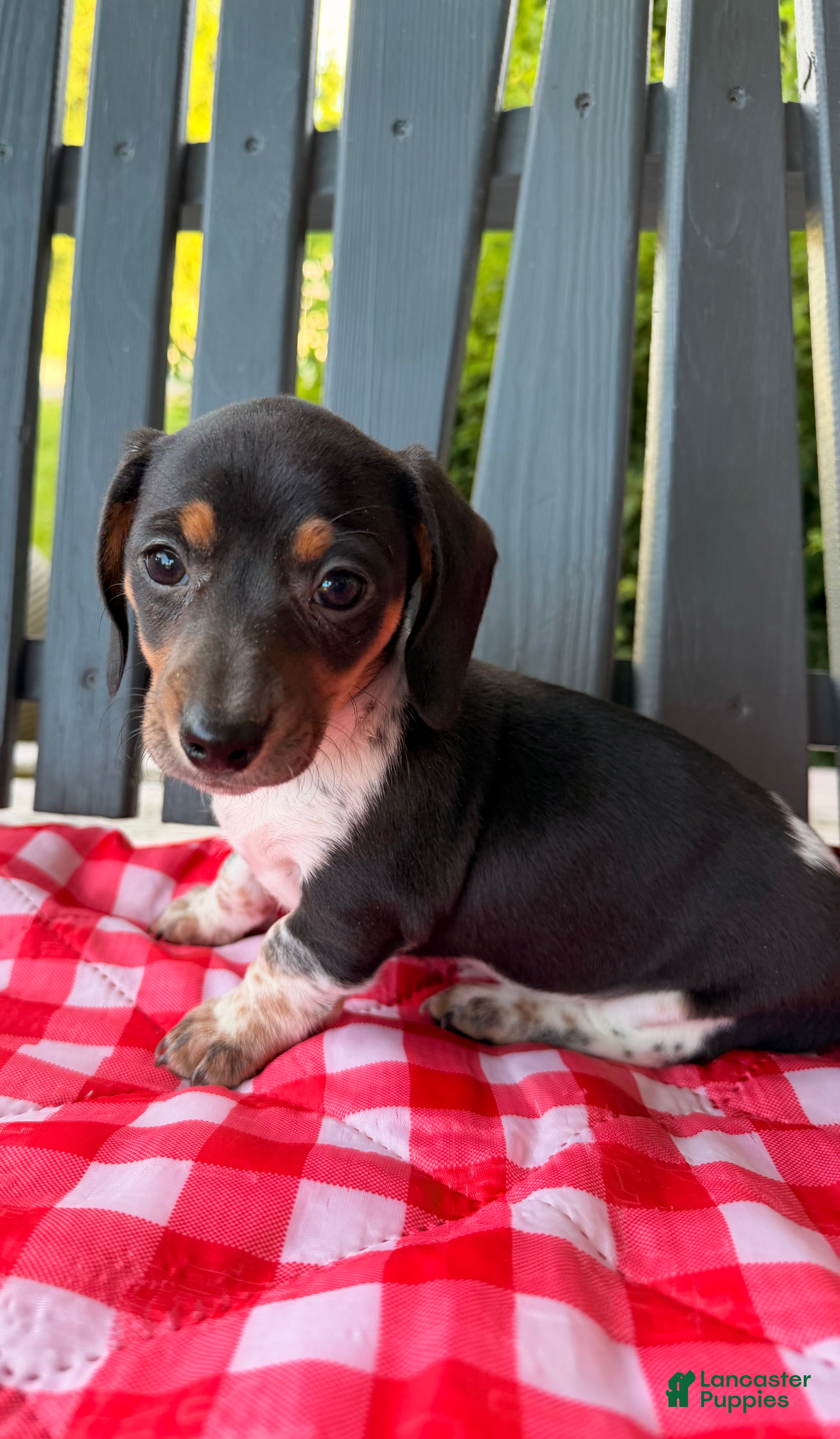 Miniature Dachshund dogs Violet - Ad 4
