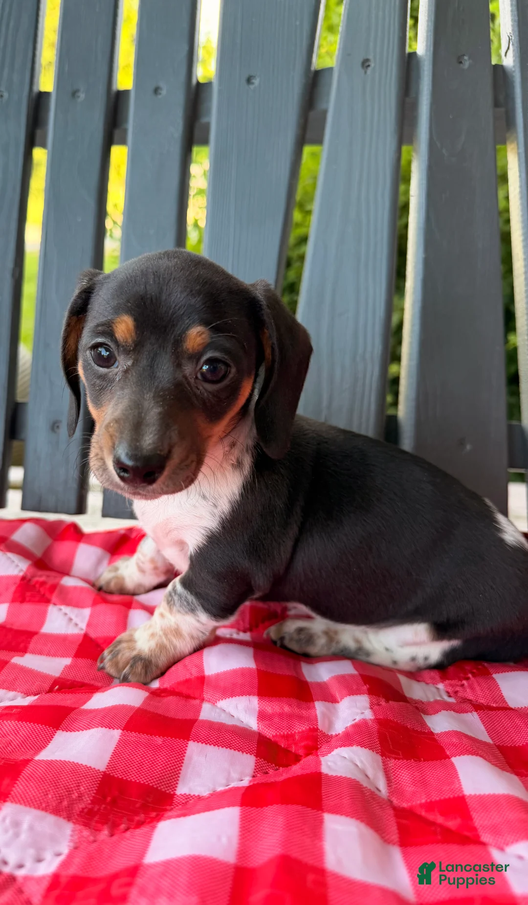 Miniature Dachshund dogs for sale: Violet - Ad 1