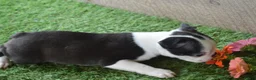Boston Terrier dogs for sale: Misty - Ad 5