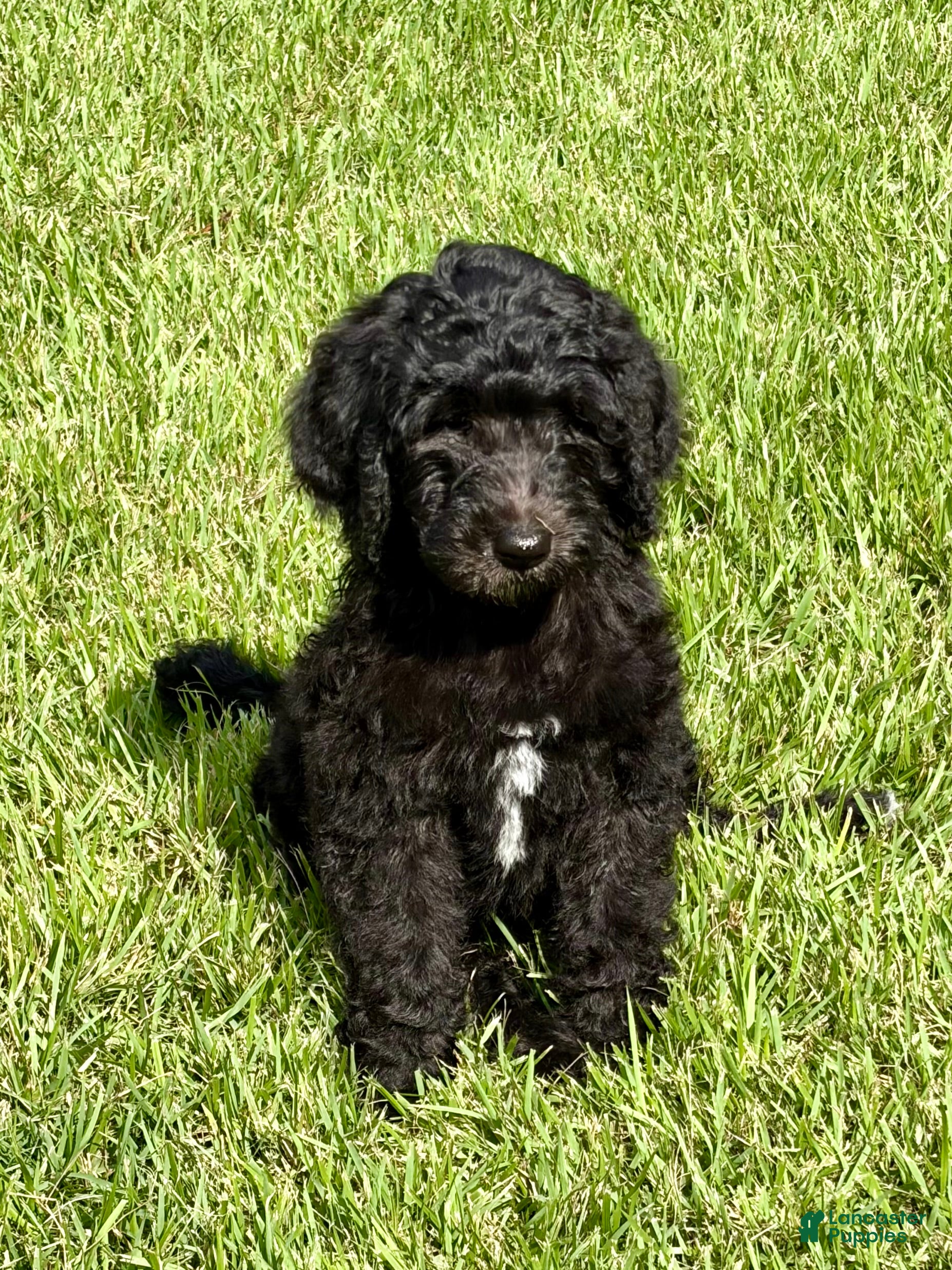 Double Doodle dogs Lyndy - Ad 2