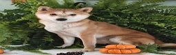 Shiba Inu dogs for sale: Sheila - Ad 4