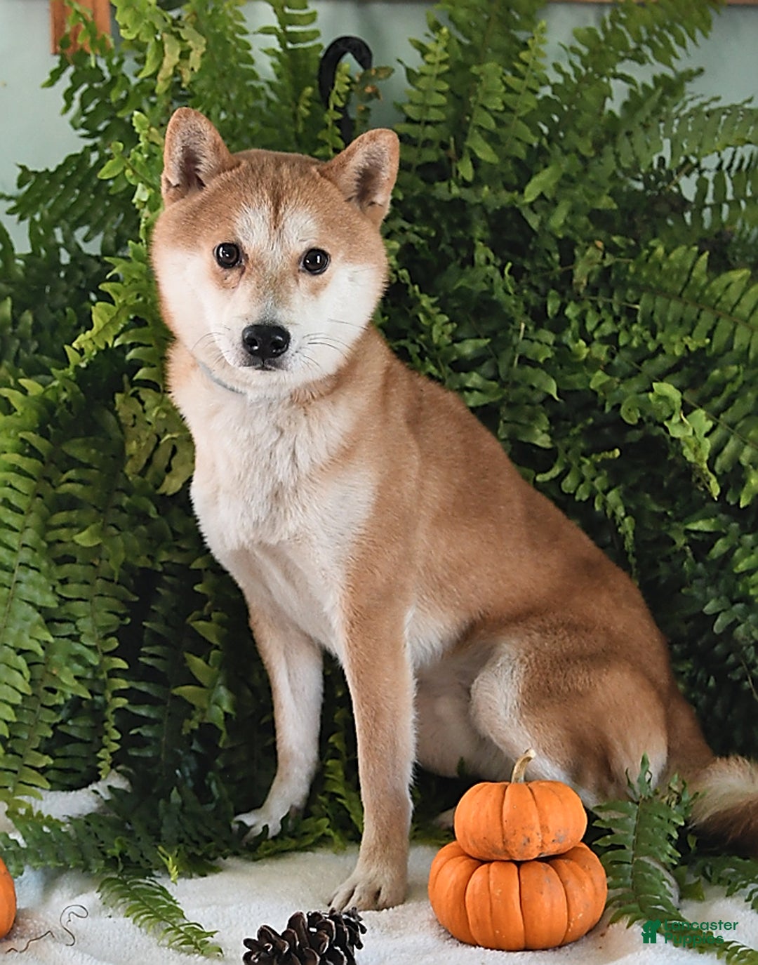 Shiba Inu dogs for sale: Sheila - Ad 4
