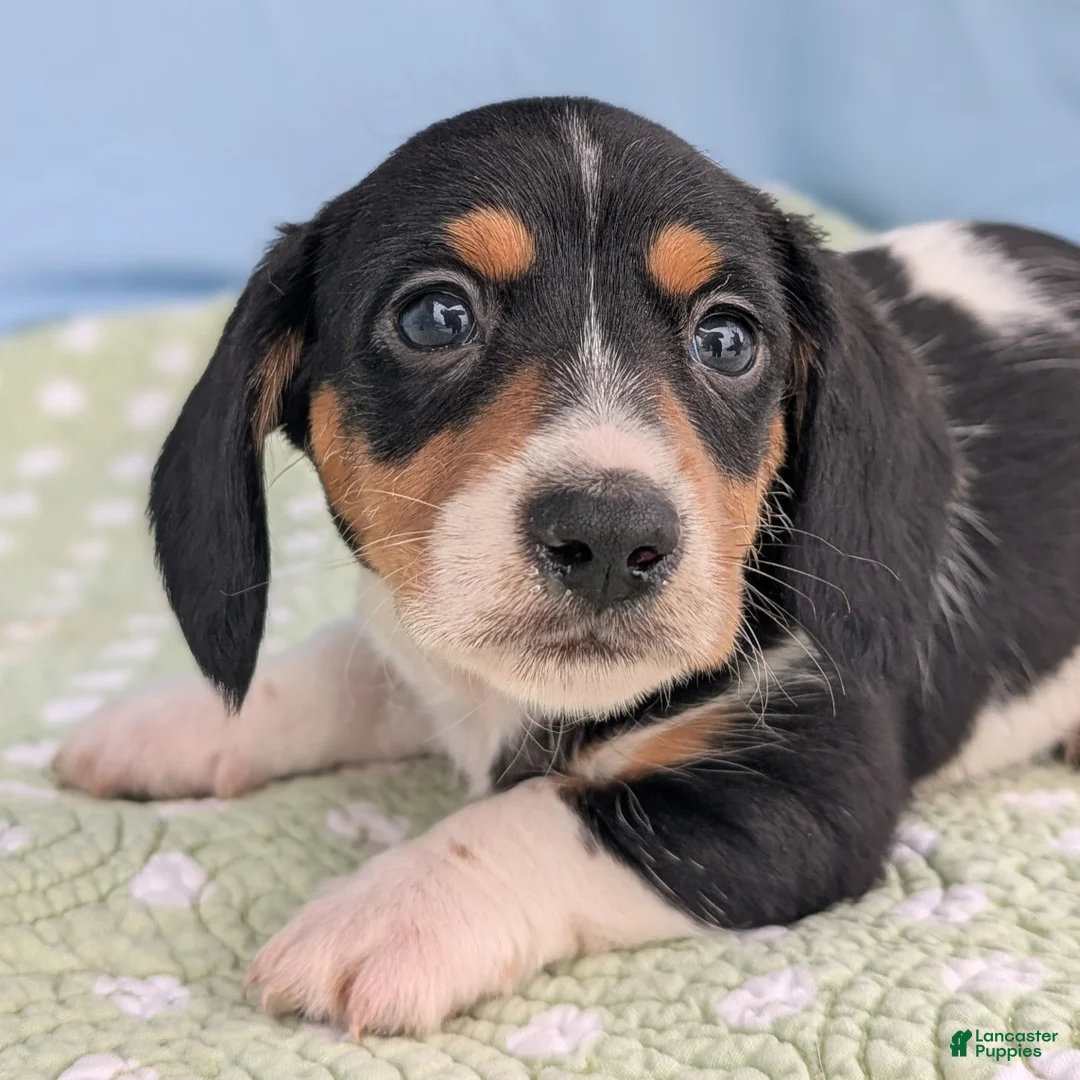 Miniature Dachshund dogs for sale: Reese Cup - Ad 5