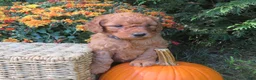 Mini Goldendoodle dogs for sale: Mocha - Ad 3