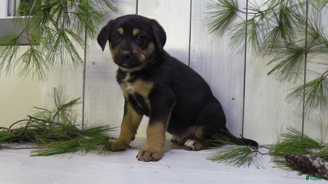 German Shepherd dogs for sale: Jax - Ad 10