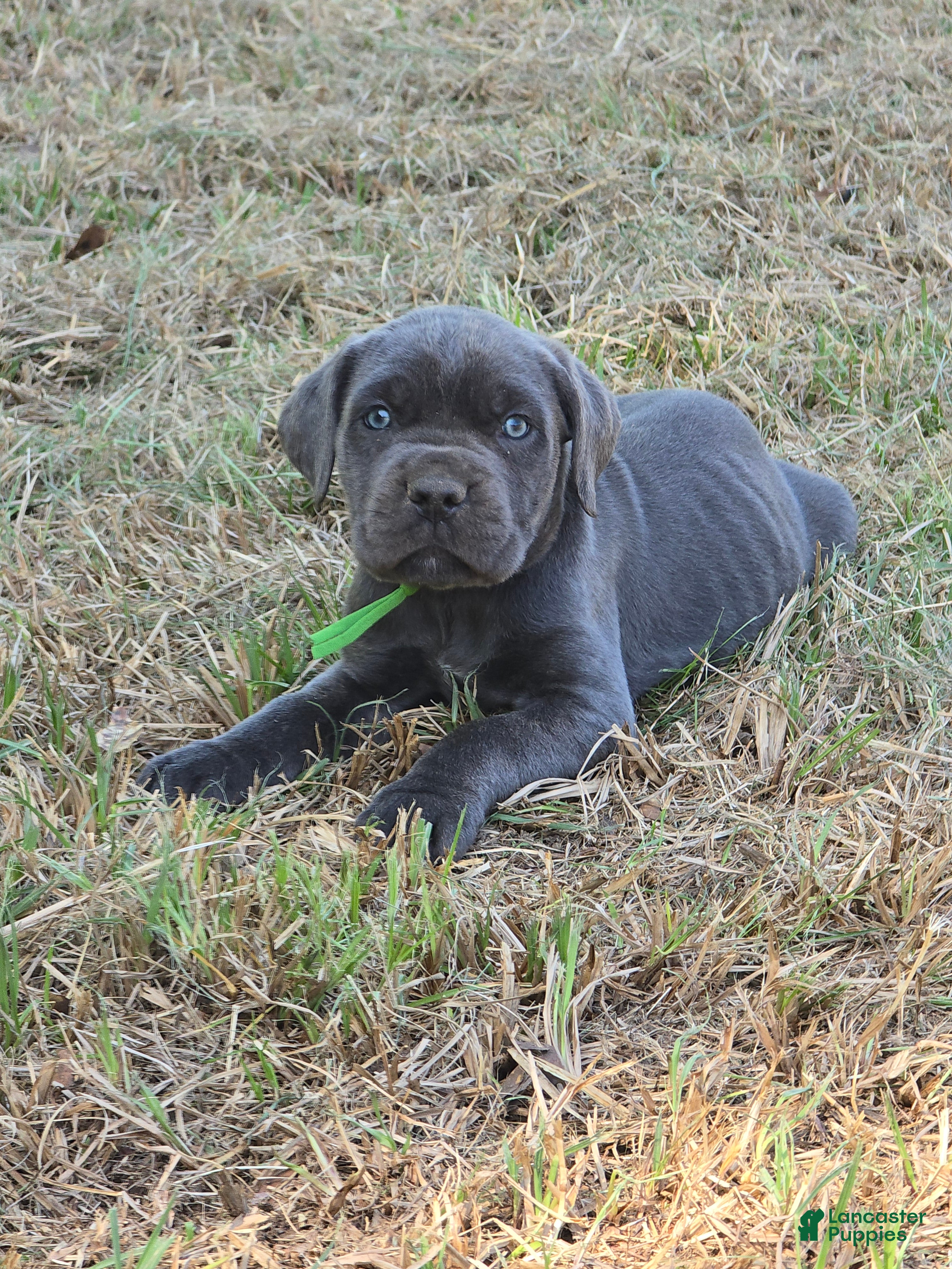 Cane Corso dogs Cane Corso Puppy 5 - Ad 2
