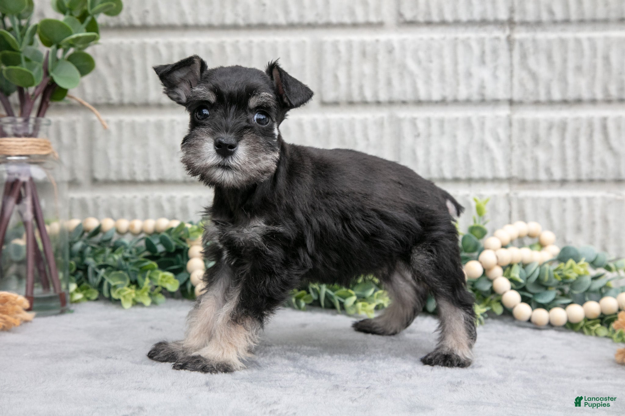 Miniature Schnauzer dogs Daffodil - Ad 1