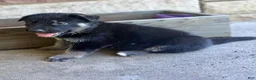 German Shepherd dogs for sale: Peter - Ad 14
