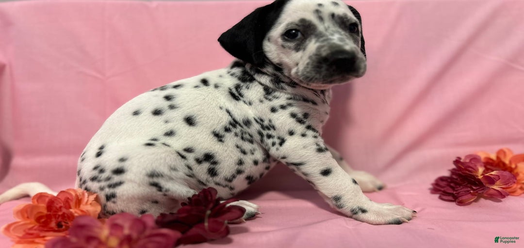 Gallery Image {{count}}