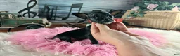 Chihuahua dogs for sale: Vanillas black girl. Hand Delivery  - Ad 4