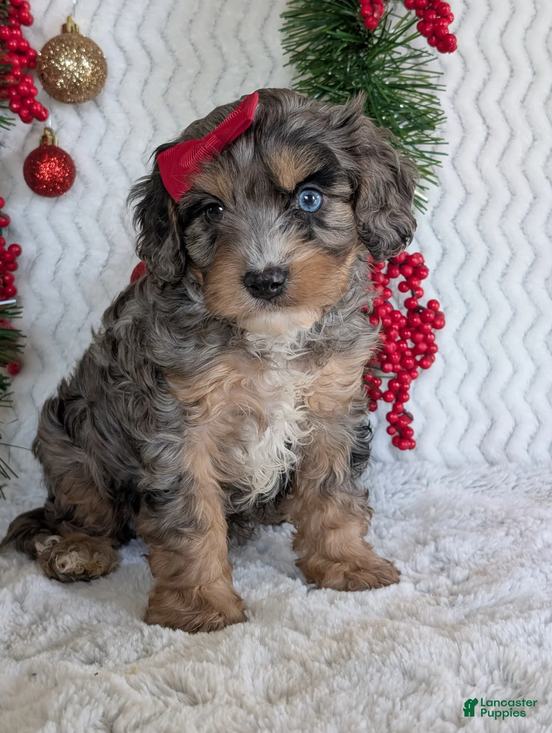 Cavapoo dogs for sale: Nemo - Ad 7