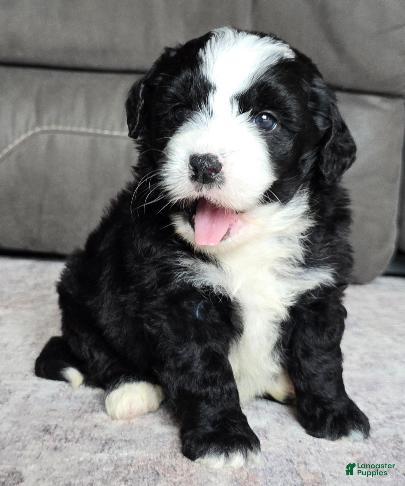Mini Bernedoodle dogs Mini Clover - Ad 1