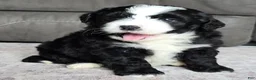 Mini Bernedoodle dogs for sale: Mini Clover - Ad 1