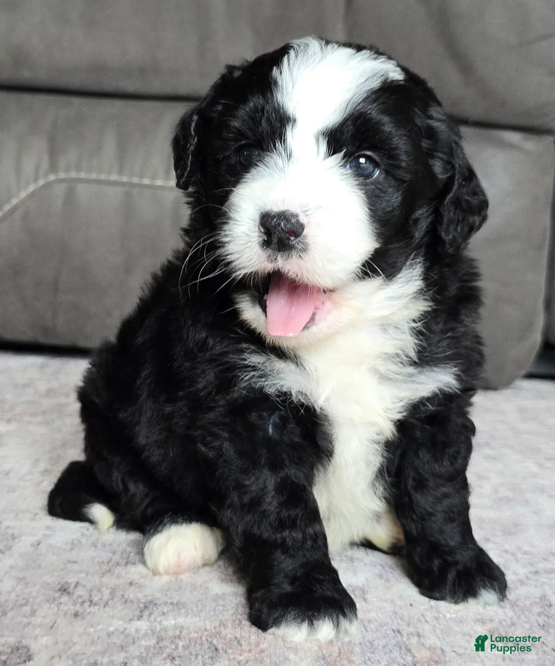 Mini Bernedoodle dogs for sale: Mini Clover - Ad 1