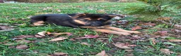 German Shepherd dogs for sale: Navy - Ad 5