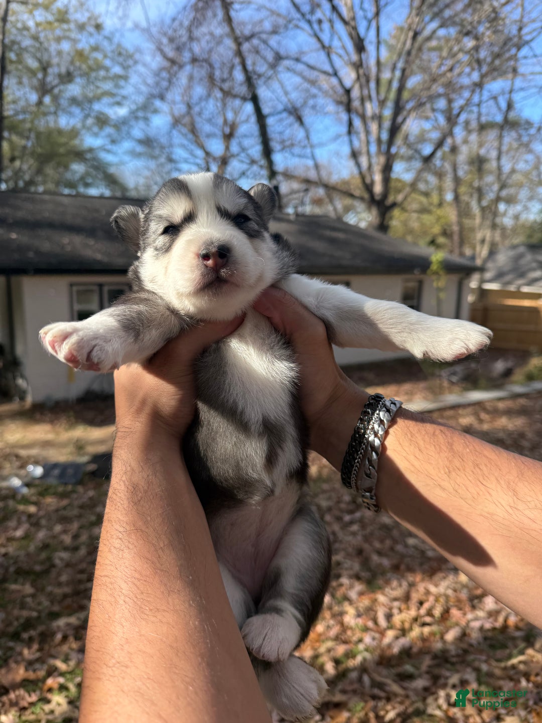 Siberian Husky dogs for sale: Blanquita - Ad 9