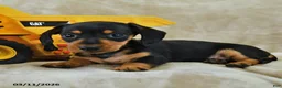 Dachshund dogs for sale: Daisy - Ad 2