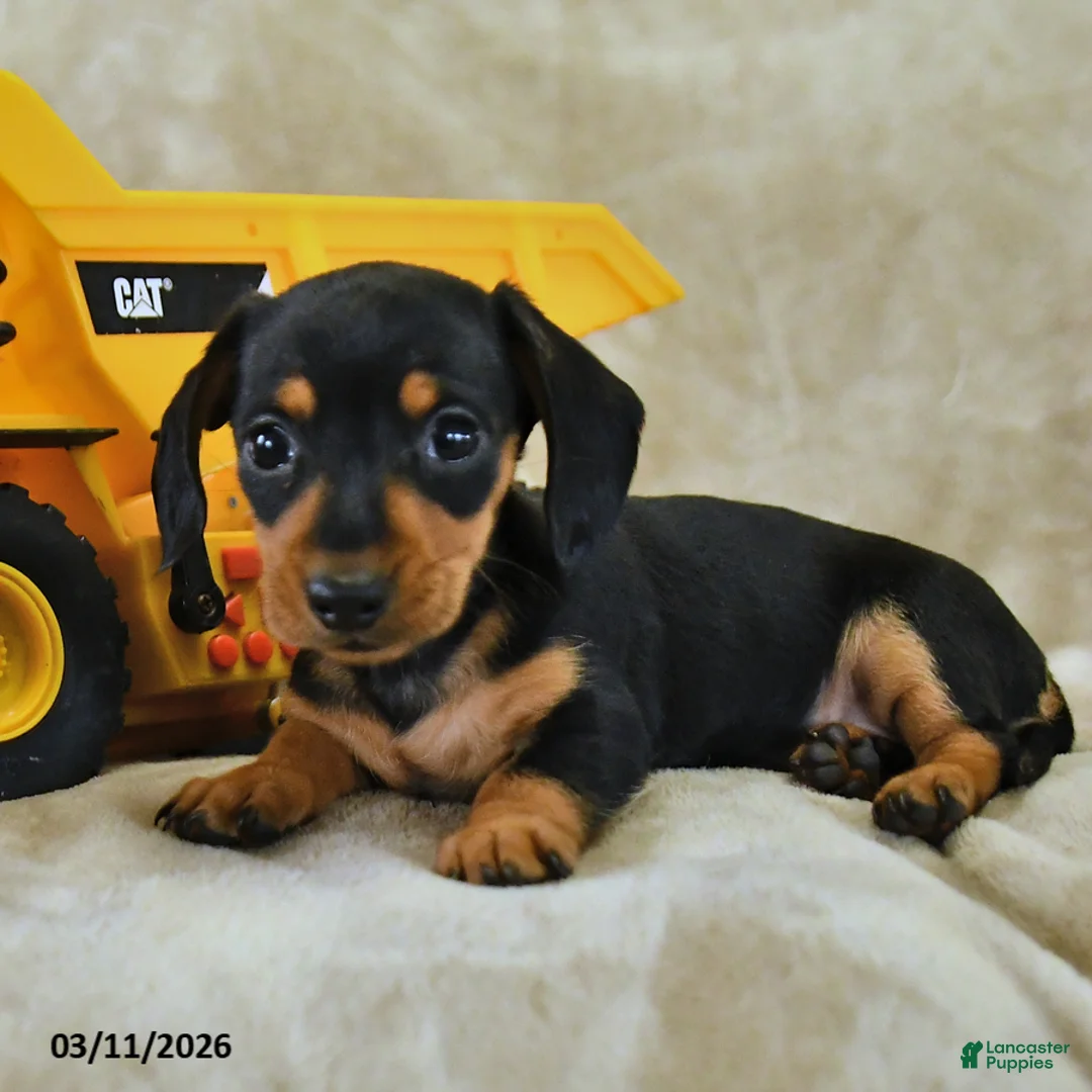 Dachshund dogs for sale: Daisy - Ad 2