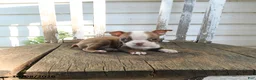 Boston Terrier dogs for sale: Celeste - Ad 5