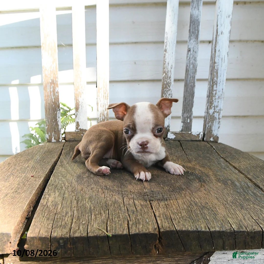 Boston Terrier dogs for sale: Celeste - Ad 5