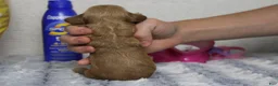 Cockapoo dogs for sale: Carrie - Ad 2