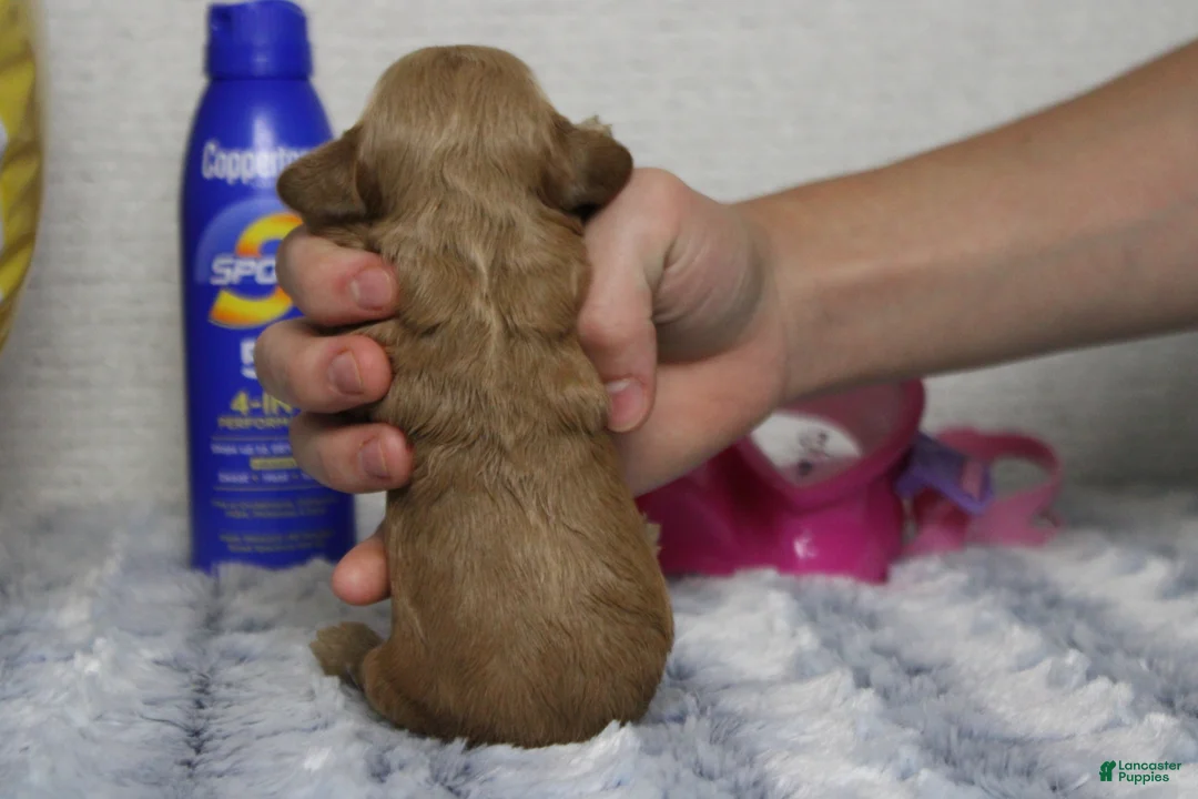 Cockapoo dogs for sale: Carrie - Ad 2