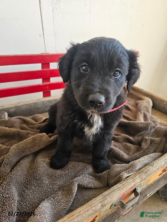 Mixed Breed dogs Lucky - Ad 1