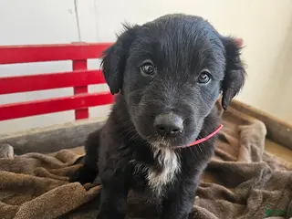 Mixed Breed dogs for sale: Lucky - Ad 3