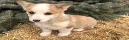 Welsh Corgi Pembroke dogs for sale: Maggie - Ad 4