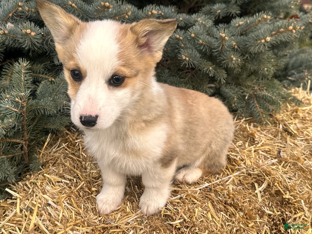 Welsh Corgi Pembroke dogs for sale: Maggie - Ad 4