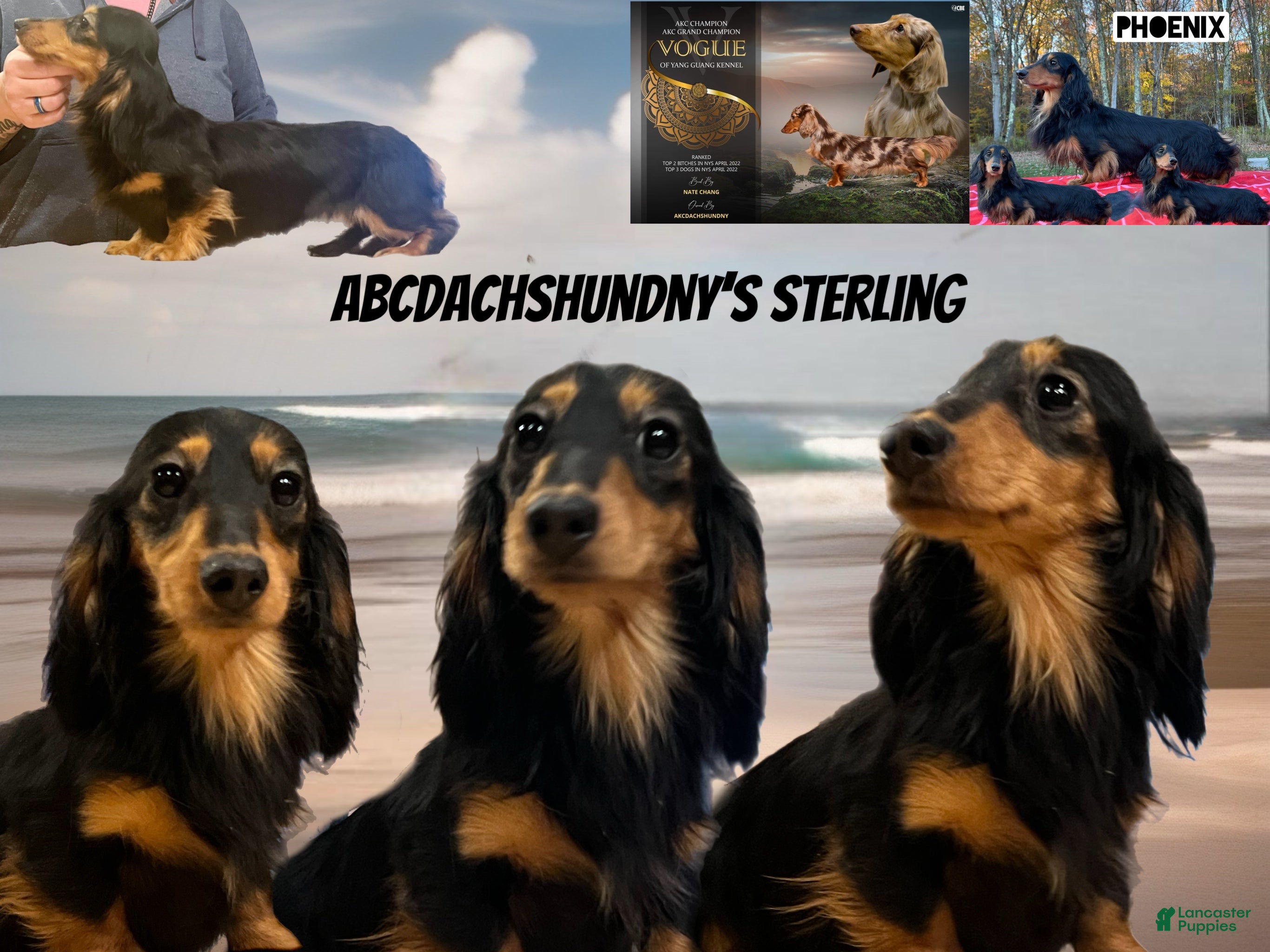 Dachshund dogs Sterling - Ad 40