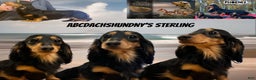 Dachshund dogs for sale: Sterling - Ad 1