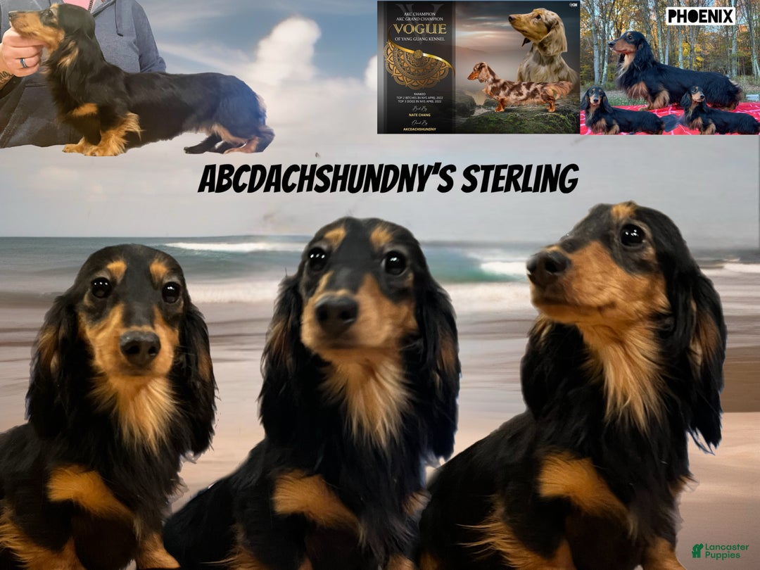 Dachshund dogs for sale: Sterling - Ad 1