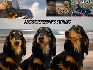Dachshund dogs Sterling - Ad 41
