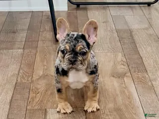 French Bulldog dogs French Bulldog Puppy 2 - Ad 11