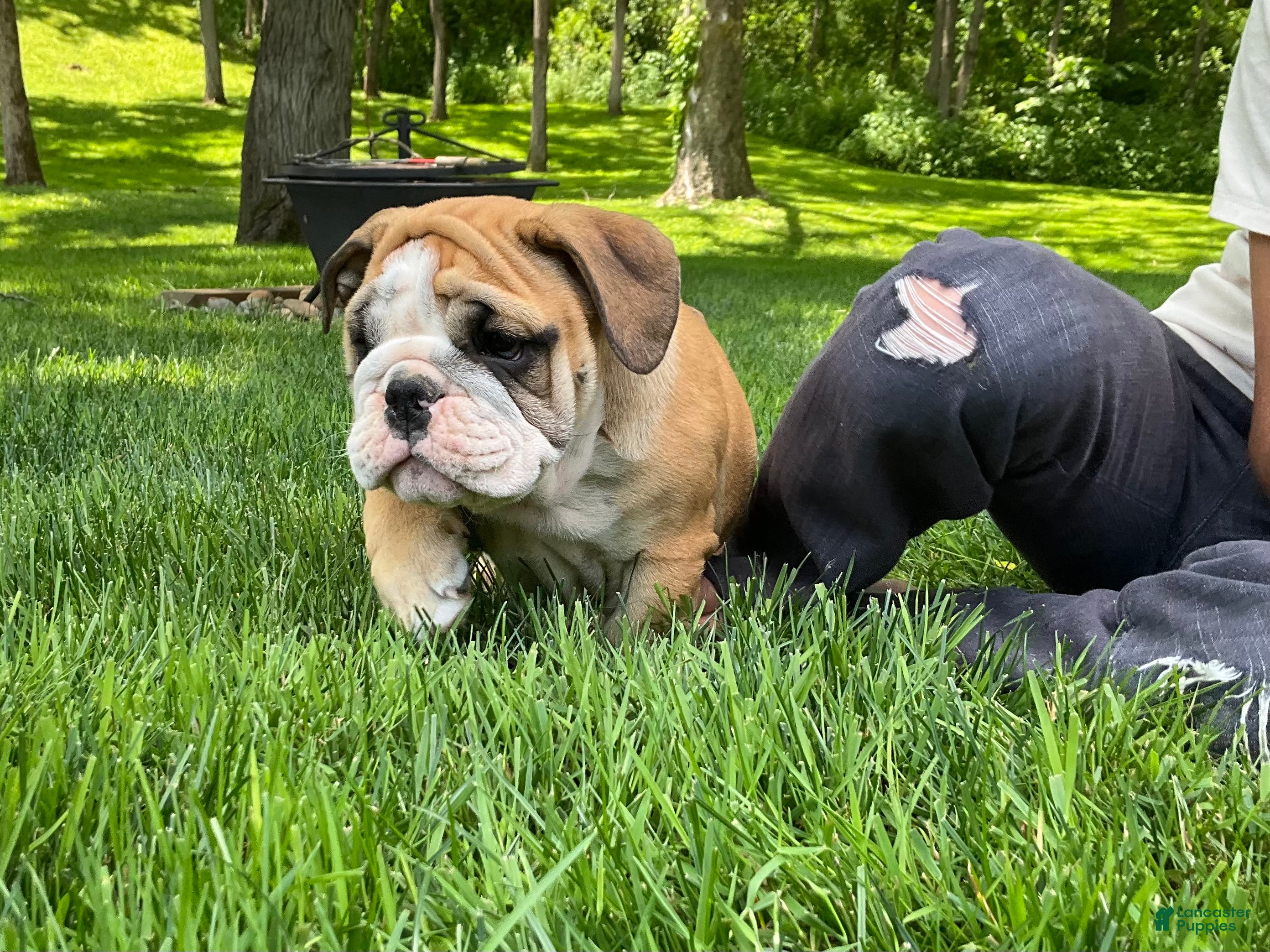 English Bulldog dogs Victor - Ad 2