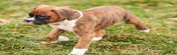 Boxer dogs for sale: Snowy - Ad 7