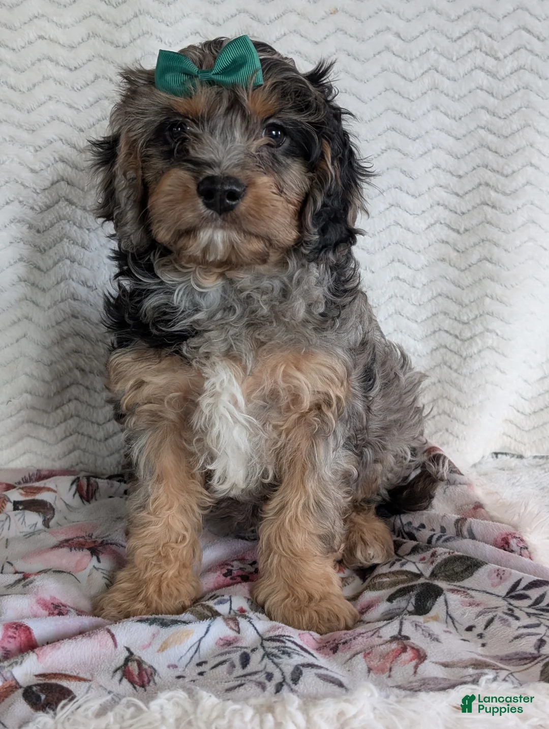 Cavapoo dogs for sale: Bluey - Ad 5