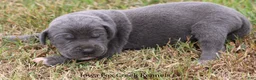 Great Dane dogs for sale: Smokey - Ad 3