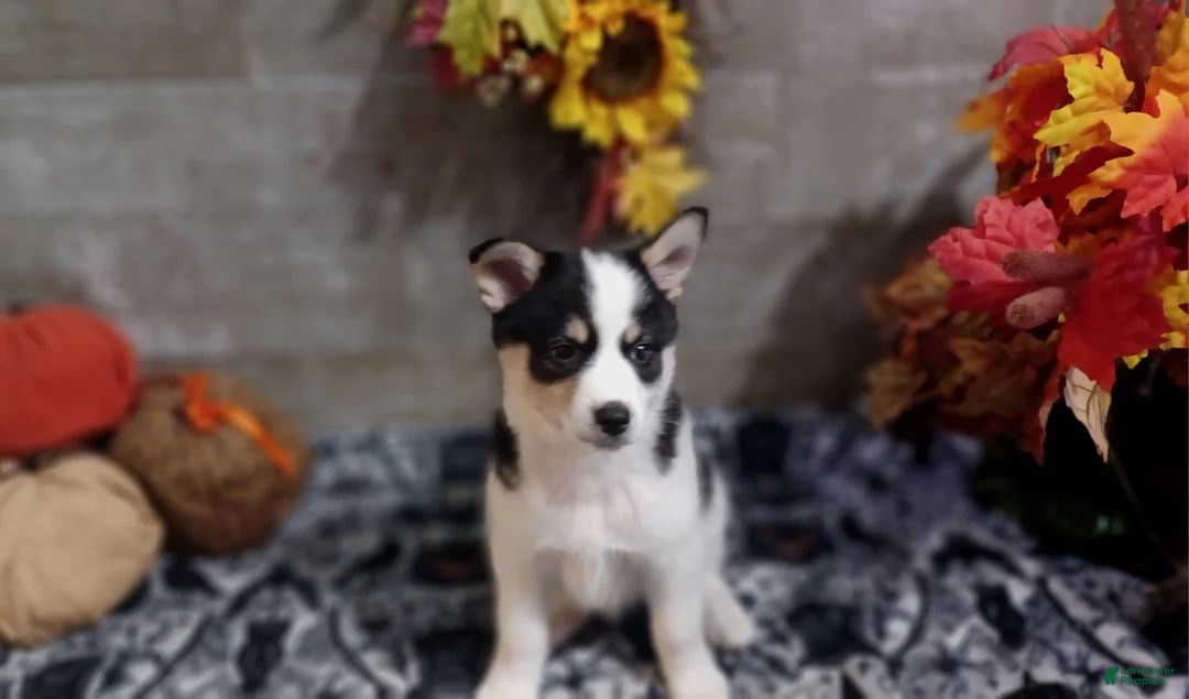 Pomsky dogs for sale: Haus - Ad 1