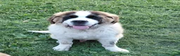 Saint Bernard dogs for sale: Saint Bernard Puppy 1 - Ad 3