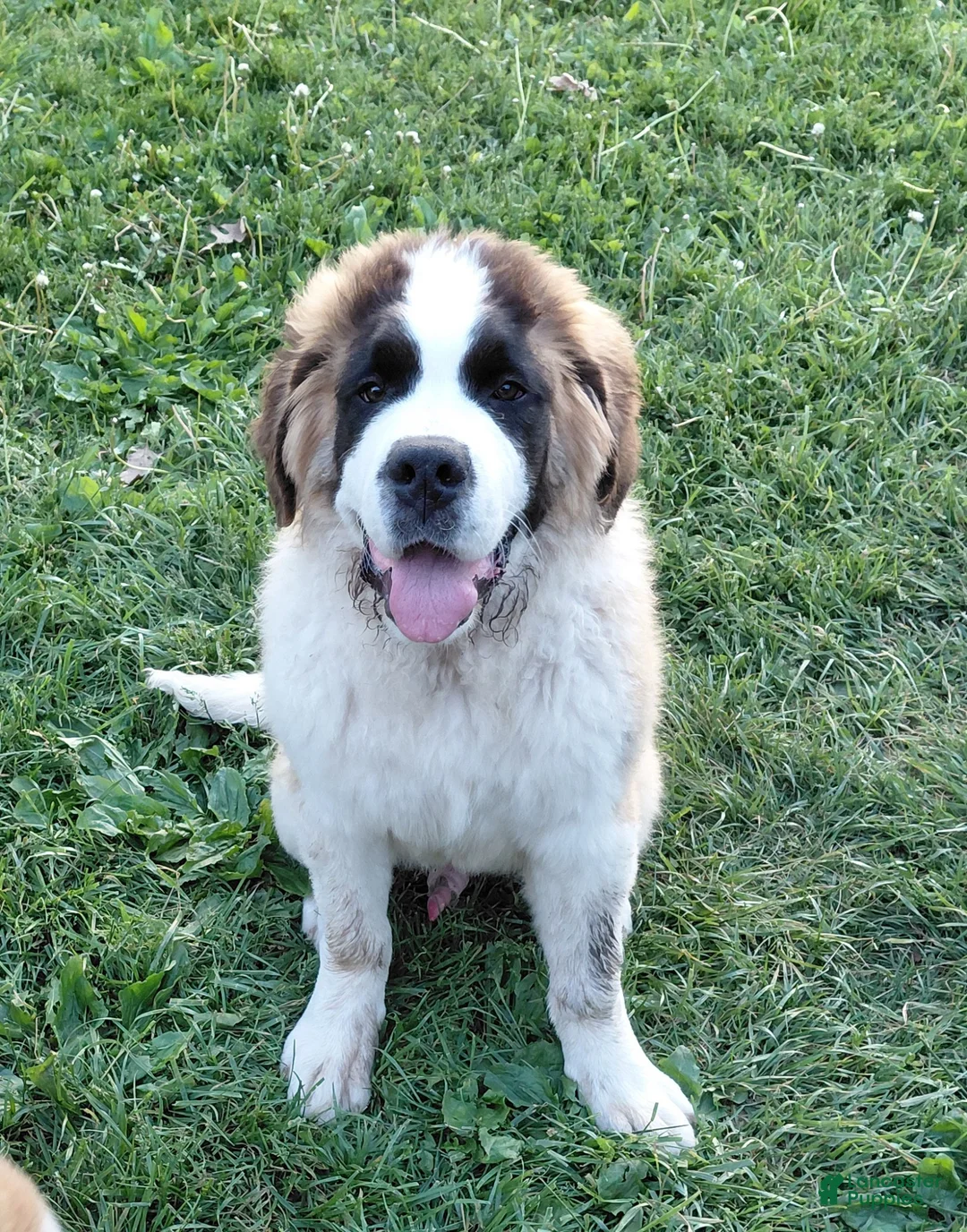 Saint Bernard dogs for sale: Saint Bernard Puppy 1 - Ad 3