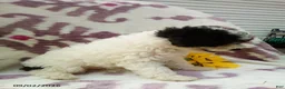Miniature Poodle dogs for sale: Rainbow - Ad 2