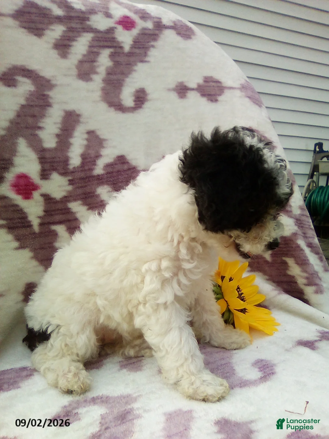 Miniature Poodle dogs for sale: Rainbow - Ad 2