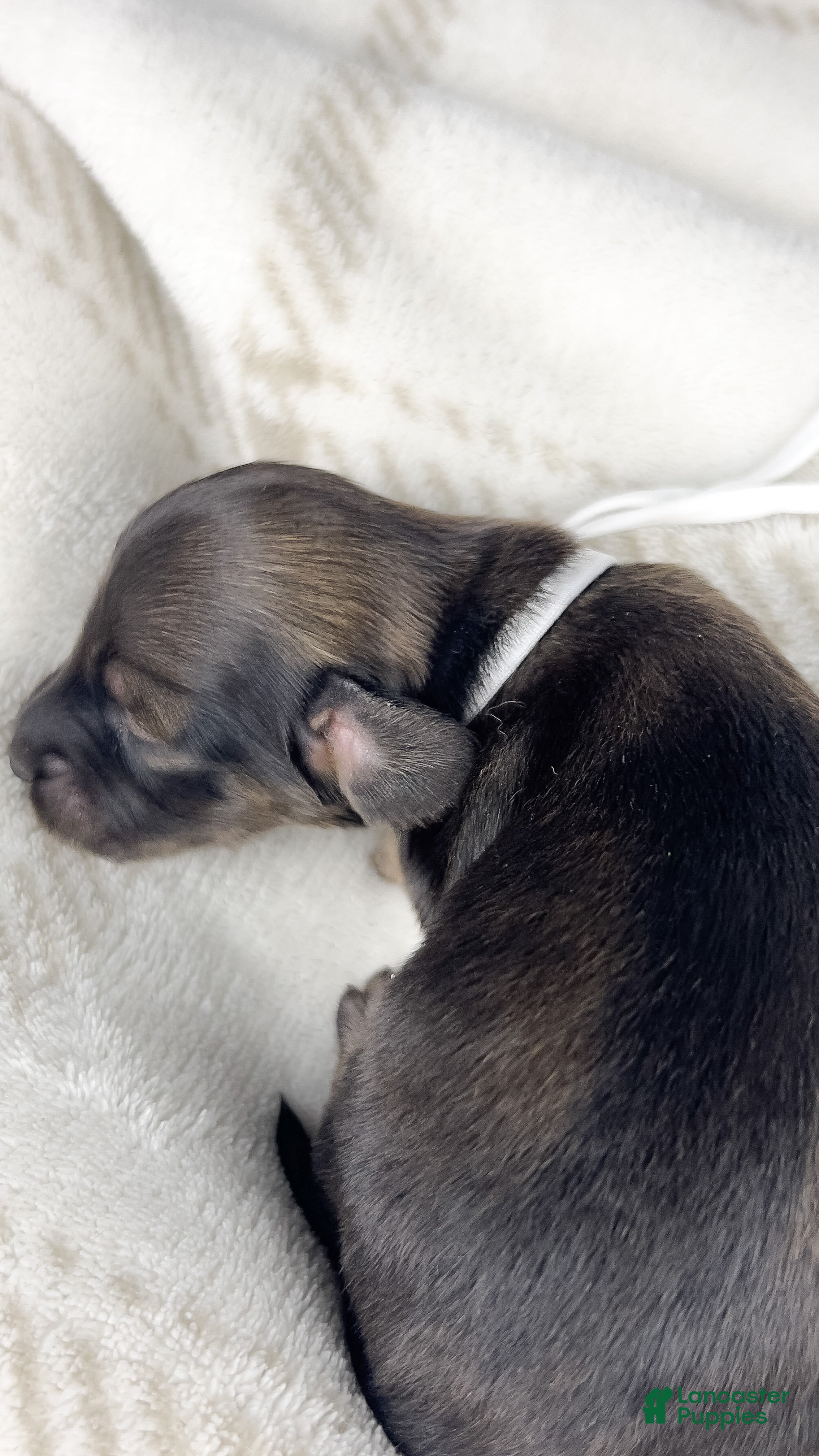 Miniature Dachshund dogs Slice - Ad 10