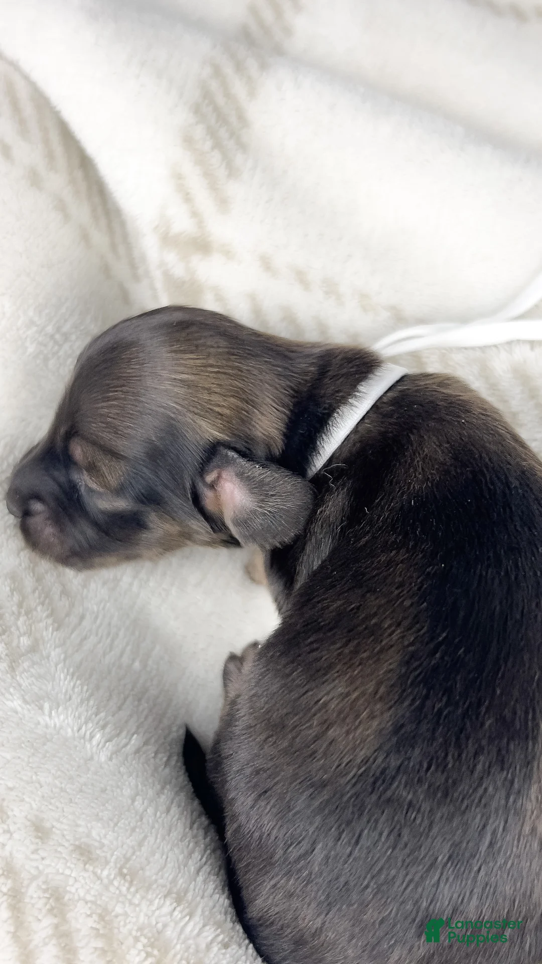 Miniature Dachshund dogs for sale: Slice - Ad 1