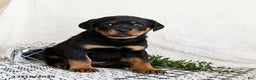 Rottweiler dogs for sale: Izzy - Ad 3