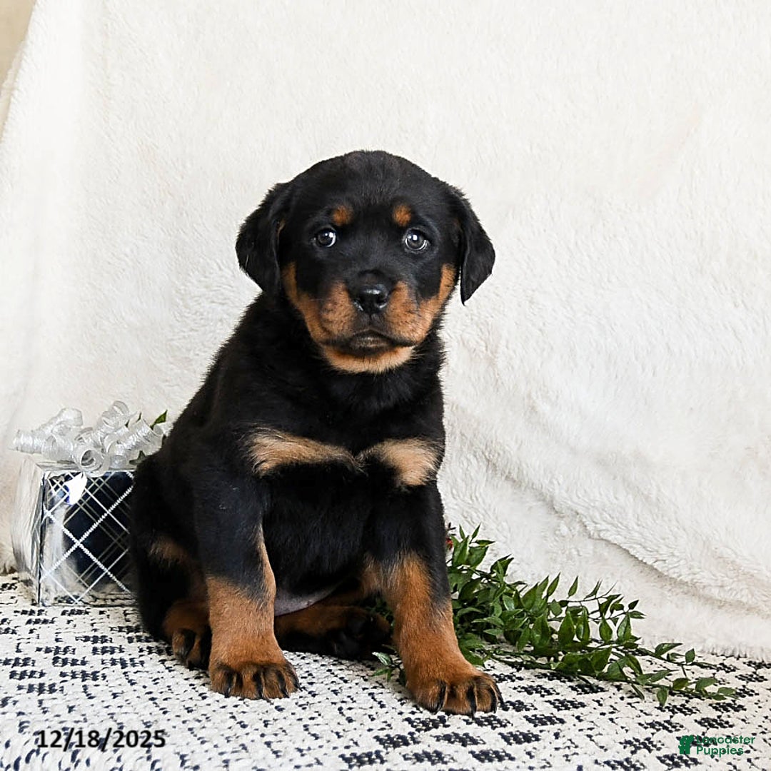Rottweiler dogs for sale: Izzy - Ad 3