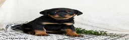 Rottweiler dogs for sale: Izzy - Ad 3
